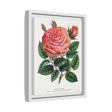Pink rose, Glorie de Dijon lithograph. Digitally enhanced from our own original 1900 edition plates of Botanical Specimen published by Rochester Lithographing