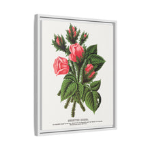 Pink roses, Crested Moss lithograph. Digitally enhanced from our own original 1900 edition plates of Botanical Specimen published by Rochester Lithographing