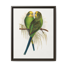 Budgerigar (Melopsittacus undulatus) colored wood-engraved plate by Alexander Francis Lydon - NOMADEN ART GALLERY
