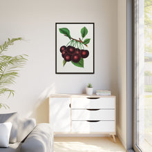 Black Tartarian cherry lithograph. Digitally enhanced from our own original 1900 edition plates of Botanical Specimen published by Rochester Lithographing