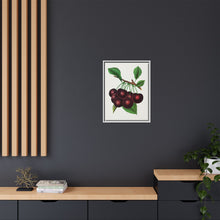 Black Tartarian cherry lithograph. Digitally enhanced from our own original 1900 edition plates of Botanical Specimen published by Rochester Lithographing