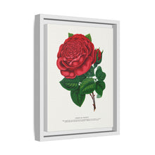 Red rose, American Beauty lithograph. Digitally enhanced from our own original 1900 edition plates of Botanical Specimen published by Rochester Lithographing