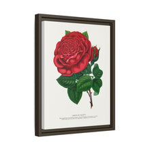 Red rose, American Beauty lithograph. Digitally enhanced from our own original 1900 edition plates of Botanical Specimen published by Rochester Lithographing