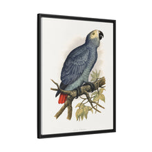 Grey Parrot (Psittacus erithacus) colored wood-engraved plate by Alexander Francis Lydon.