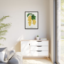 White Grape Lithograph | Vintage Botanical Wall Art Print