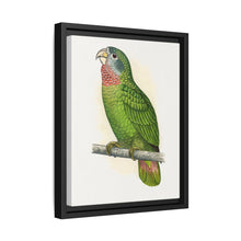 Jamaica Parrot (Amazona collaria) colored wood-engraved plate by Alexander Francis Lydon - NOMADEN ART GALLERY