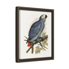 Grey Parrot (Psittacus erithacus) colored wood-engraved plate by Alexander Francis Lydon.
