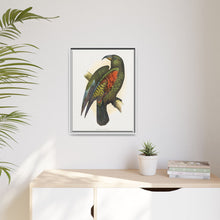Mountain Parrot (Nestor notabilis) colored wood-engraved plate by Alexander Francis Lydon