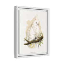 Goffin's Cockatoo (Cacatua goffiniana) colored wood-engraved plate by Alexander Francis Lydon.