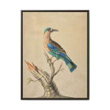 Coracias Benghalensis by Sarah Stone - NOMADEN ART GALLERY