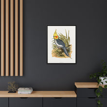 Cockatiel (Nymphicus hollandicus) colored wood-engraved plate by Alexander Francis Lydon