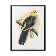 Pale-Headed or Mealy Rosella (Platycercus adscitus) colored wood-engraved plate by Alexander Francis Lydon. - NOMADEN ART GALLERY