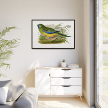 Turquoisine (Neophema pulchella) colored wood-engraved plate by Alexander Francis Lydon