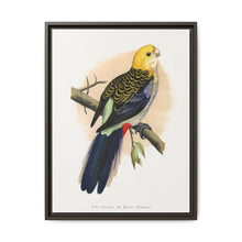 Pale-Headed or Mealy Rosella (Platycercus adscitus) colored wood-engraved plate by Alexander Francis Lydon. - NOMADEN ART GALLERY