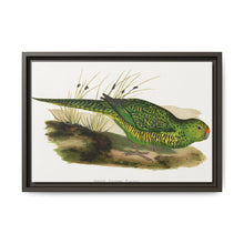 Green Ground Parrot (Pezoporus wallicus) colored wood-engraved plate by Alexander Francis Lydon - NOMADEN ART GALLERY