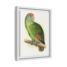 Dufresne's Amazon (Amazona dufresniana) colored wood-engraved plate by Alexander Francis Lydon