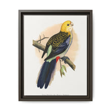 Pale-Headed or Mealy Rosella (Platycercus adscitus) colored wood-engraved plate by Alexander Francis Lydon. - NOMADEN ART GALLERY