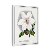 Clematis flower lithograph. Digitally enhanced from our own original 1900 edition plates of Botanical Specimen published by Rochester Lithographing
