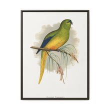 Elegant Parrakeet (Neophema elegans) colored wood-engraved plate by Alexander Francis Lydon - NOMADEN ART GALLERY