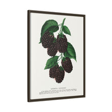 Lucretia Dewberry lithograph. Digitally enhanced from our own original 1900 edition plates of Botanical Specimen published by Rochester Lithographing