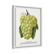 Green Mountain grape lithograph. Digitally enhanced from our own original 1900 edition plates of Botanical Specimen published by Rochester Lithographing
