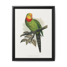 Barraband's Parakeet (Polytelis swainsonii) colored wood-engraved plate by Alexander Francis Lydon - NOMADEN ART GALLERY