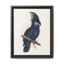Great Black Cockatoo (Probosciger aterrimus) colored wood-engraved plate by Alexander Francis Lydon - NOMADEN ART GALLERY