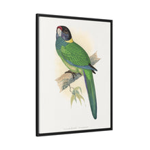 Lydon's Yellow-Naped Parrakeet | Vintage Bird Wall Art Print