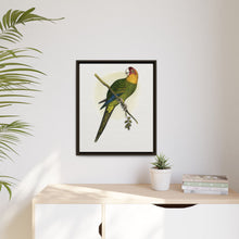 Carolina Parrot (Conuropsis carolinensis) colored wood-engraved plate by Alexander Francis Lydon.