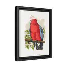 Rose-Breasted Cockatoo (Eolophus roseicapillus) colored wood-engraved plate by Alexander Francis Lydon. - NOMADEN ART GALLERY