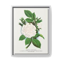 Rose, Perpetual White Moss lithograph. Digitally enhanced from our own original 1900 edition plates of Botanical Specimen published by Rochester Lithographing - NOMADEN ART GALLERY
