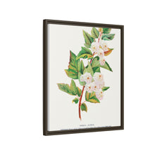 Spirea Aurea flowers lithograph. Digitally enhanced from our own original 1900 edition plates of Botanical Specimen published by Rochester Lithographing