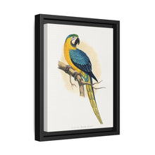 Blue and Yellow Macaw (Ara ararauna) colored wood-engraved plate by Alexander Francis Lydon - NOMADEN ART GALLERY