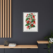 Prunus Triloba flower lithograph. Digitally enhanced from our own original 1900 edition plates of Botanical Specimen published by Rochester Lithographing