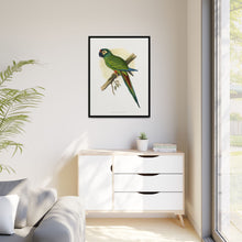 llliger's Macaw (Primolius maracana) colored wood-engraved plate by Alexander Francis Lydon