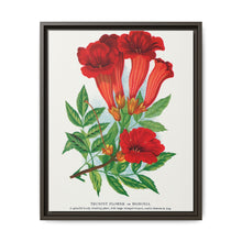 Trumpet flower lithograph. Digitally enhanced from our own original 1900 edition plates of Botanical Specimen published by Rochester Lithographing - NOMADEN ART GALLERY