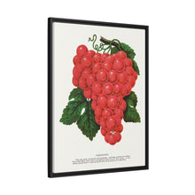 Vergennes grape lithograph. Digitally enhanced from our own original 1900 edition plates of Botanical Specimen published by Rochester Lithographing