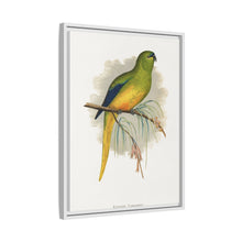 Elegant Parrakeet (Neophema elegans) colored wood-engraved plate by Alexander Francis Lydon