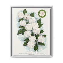 Japanese snowball flower lithograph. Digitally enhanced from our own original 1900 edition plates of Botanical Specimen published by Rochester Lithographing - NOMADEN ART GALLERY