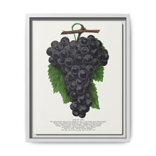 Early Ohio grape lithograph. Digitally enhanced from our own original 1900 edition plates of Botanical Specimen published by Rochester Lithographing - NOMADEN ART GALLERY