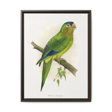Petz's Conure (Aratinga canicularis) colored wood-engraved plate by Alexander Francis Lydon - NOMADEN ART GALLERY
