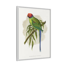 Blossom-Headed Parrakeet (Psittacula roseata) colored wood-engraved plate by Alexander Francis Lydon.