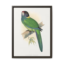 Yellow-Naped Parrakeet (Platycercus Baueri) colored wood-engraved plate by Alexander Francis Lydon. - NOMADEN ART GALLERY