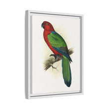 Red Shining Parrakeet (Prosopeia tabuensis) colored wood-engraved plate by Alexander Francis Lydon