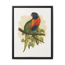 Blue Mountain Lory (Trichoglossus moluccanus) colored wood-engraved plate by Alexander Francis Lydon. - NOMADEN ART GALLERY