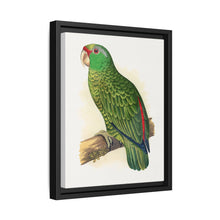 Many-Coloured Parrakeet (Psephotellus varius) colored wood-engraved plate by Alexander Francis Lydon - NOMADEN ART GALLERY