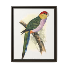 Pileated Parrakeet (Pionopsitta pileata) colored wood-engraved plate by Alexander Francis Lydon. - NOMADEN ART GALLERY