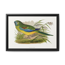 Turquoisine (Neophema pulchella) colored wood-engraved plate by Alexander Francis Lydon - NOMADEN ART GALLERY