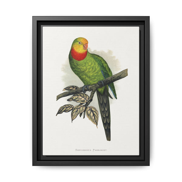 Barraband's Parakeet (Polytelis swainsonii) colored wood-engraved plate by Alexander Francis Lydon - NOMADEN ART GALLERY