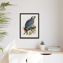 Grey Parrot (Psittacus erithacus) colored wood-engraved plate by Alexander Francis Lydon.